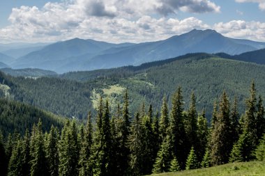 Karpatya dağlarında yeşil çimen ve köknar ormanı olan yaz dağları manzarası
