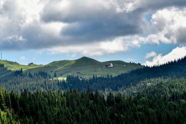 green mountain forest in the carpathian mountains in summer