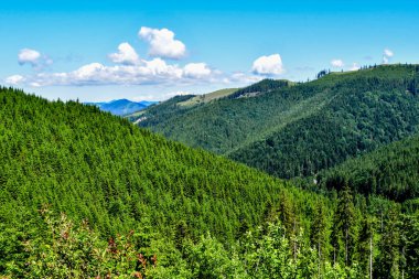 Yazın ormanın ve dağ manzarasının güzel manzarası. Karpat Dağları