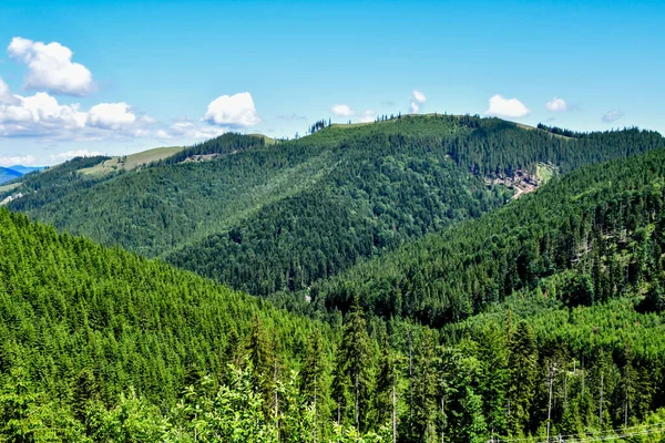 Yeşil orman ve dağlarla dolu yaz manzarası