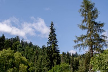 Dağlardaki yeşil köknar ağaçları ve ormanlar