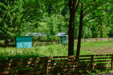 yeşil orman ve mavi gökyüzü