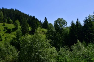Karpatya dağlarında bir dağ sırası olan yaz manzarası.