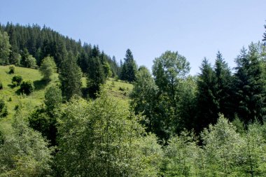 Ormanın güzel manzarası