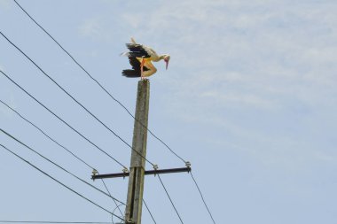 yüksek voltaj direği, elektrik hatları