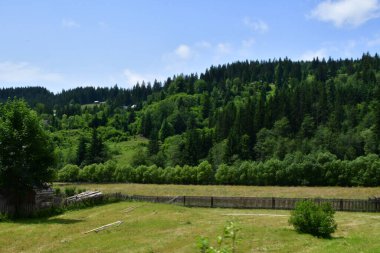 Ormanda yeşil ağaçlar