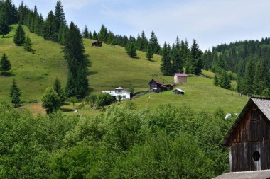 Karpatlar 'da yeşil çimlerle kaplı güzel dağ manzarası