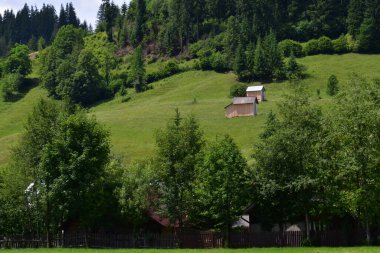 Ormanda bir ağacı olan güzel bir manzara.
