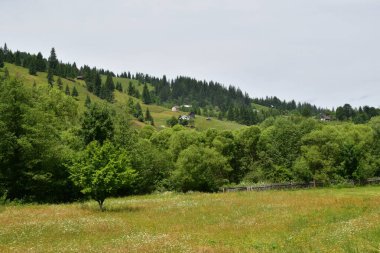 Dağlardaki yeşil orman