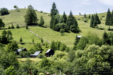 Karpat Dağları, yaz, ormandaki ağaçlı manzara.
