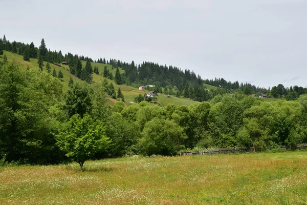 Dağlardaki yeşil orman