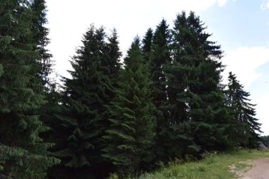 Çek Cumhuriyeti 'ndeki Orman