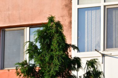 Şehirde penceresi ve ağacı olan modern bir binanın ön cephesi.