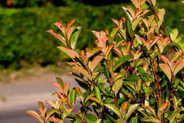 Yazın yeşil yapraklar