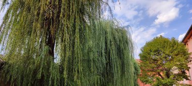 Parkın güzel manzarası