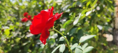 Bahçedeki güzel kırmızı çiçek