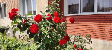 Evin duvarında kırmızı bir gül