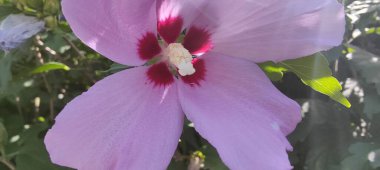 Bahçedeki güzel pembe orkide çiçeği