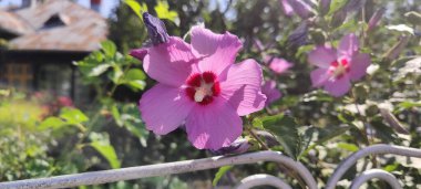 Bahçedeki güzel çiçekler