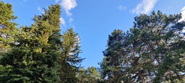 Ağaç gövdesi, orman bitkisi