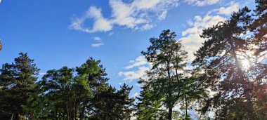 Ormanın güzel manzarası