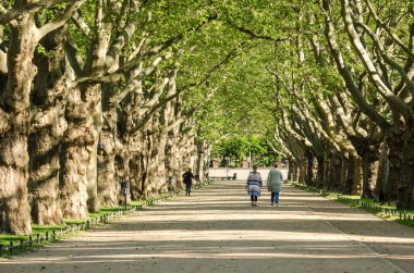 Şehir PARK - İnsanlar sıra sıra ağaçların arasında yürüyor