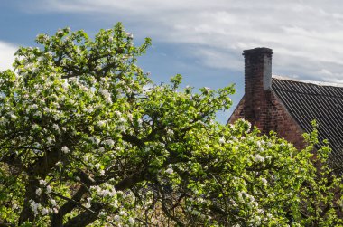 ORCHARDS VE GARDENS - Güneşli bir bahar gününde kırsal alan