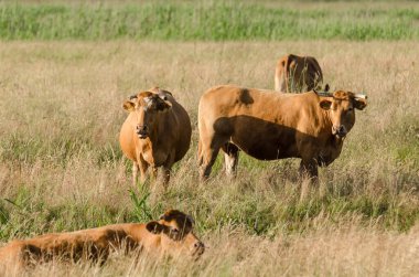 Bir sığır sürüsü - Otlakta otlayan sığırlar