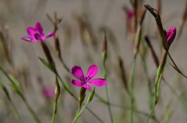 Fiori Campo Belle Piante Colorate Che Decorano Prati Danzando Nel — Foto Stock