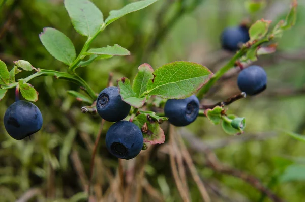 Blueberries Erdei Gyümölcsök Bokorban Természetes Környezetben — Stock Fotó