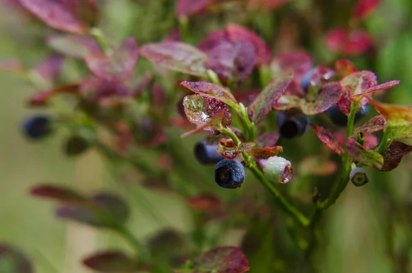 Blueberries Frutti Bosco Cespuglio Ambiente Naturale — Foto Stock