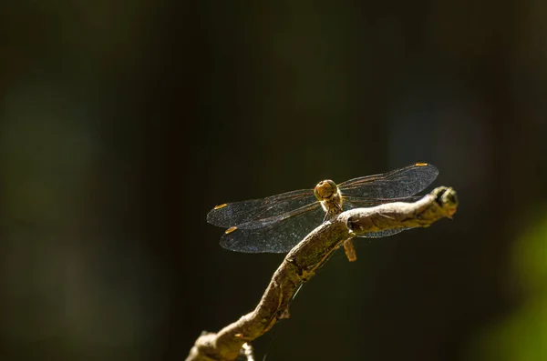 Dragonfly 森の枝に刺さ昆虫 — ストック写真