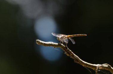 Uçan Böcek, ormandaki bir dala tünedi.