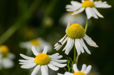 CAMOMILE VE SİZİN - Çayırda çiçek açan otlar
