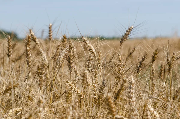 Grain Γεωργικές Καλλιέργειες Αγρό Έτοιμες Για Συγκομιδή — Φωτογραφία Αρχείου