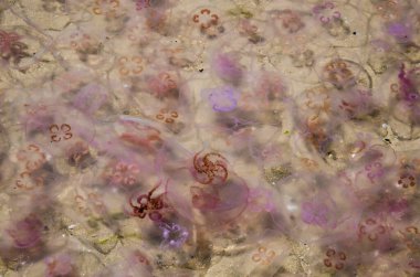 JELLYFISH - Deniz canlılarının kıyıya istilası