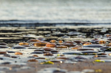 Deniz kıyısındaki Jellyfish - Sahildeki deniz canlıları