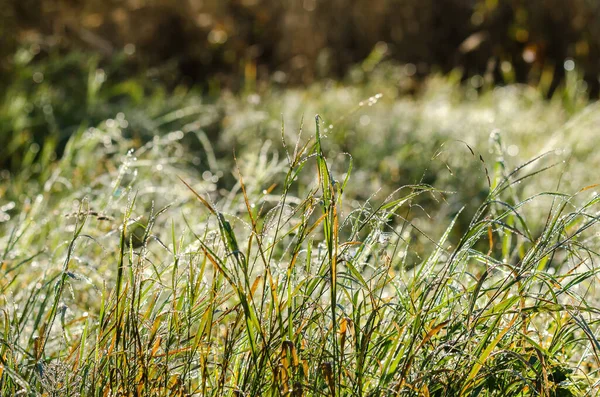 Dew Meadow Manhã Outono Sol — Fotografia de Stock