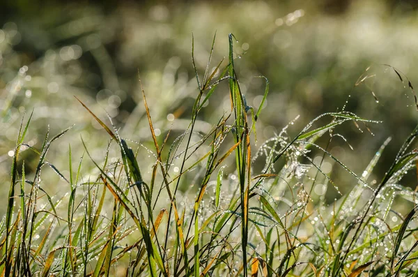 Dew Meadow Höstmorgon Solskenet — Stockfoto