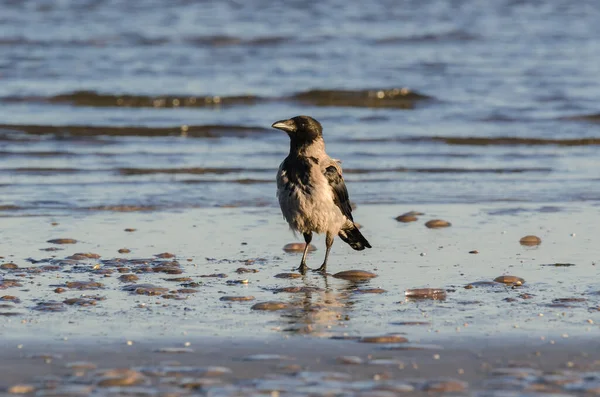 Bird Jellyfish Kraai Aan Kust — Stockfoto