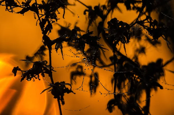 Spider Web 晨露在太阳光中的滴落 — 图库照片