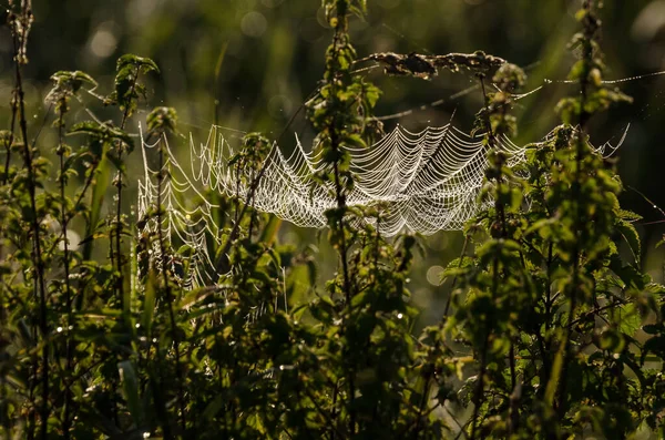 Örümcek Ağı Çayırdaki Isırgan Otlarının Içinde Sonbaharın Vahşi Yaşamı — Stok fotoğraf
