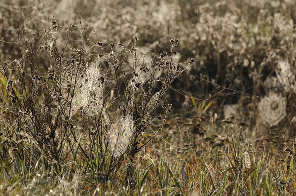Spider Web Άγρια Ζωή Στους Φθινοπωρινούς Υγρότοπους — Φωτογραφία Αρχείου