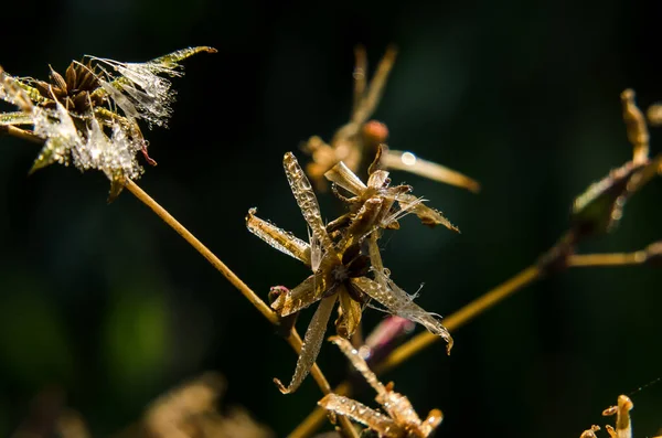 Morning Autumn Meadow Daggdroppar Vissnad Växt Solens Strålar — Stockfoto