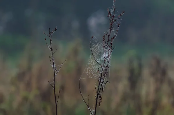 Cobweb Dzikie Życie Jesiennym Polu — Zdjęcie stockowe