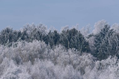 FROSTY KIŞ - Ormandaki ağaçların üzerinde birikmiş don