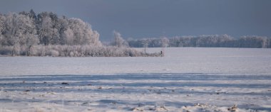 PICTURESQUE KIŞ LANDSCAPE - Tarlalarda kar ve ağaçlarda don