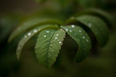 Yağmur damlaları - Ağaç yaprakları yağmurdan sonra ıslanır