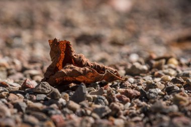 COLORFUL AUTUMN LANDSCAPE - Düşen sarı yapraklar yerde yatar