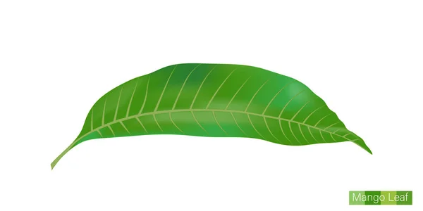 Mango Leaf Vector Eps Para Diferentes Festivais Indianos Como Diwali — Vetor de Stock
